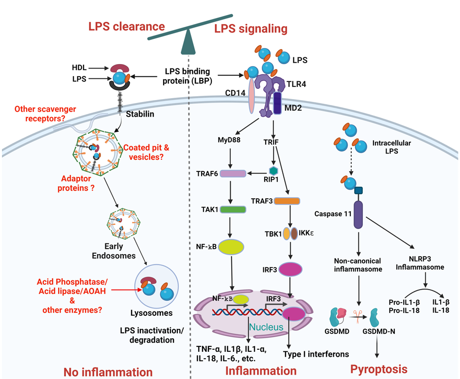 The target of Stabilin-1/STAB1