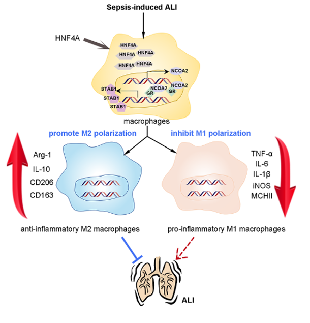 The target of Stabilin-1/STAB1