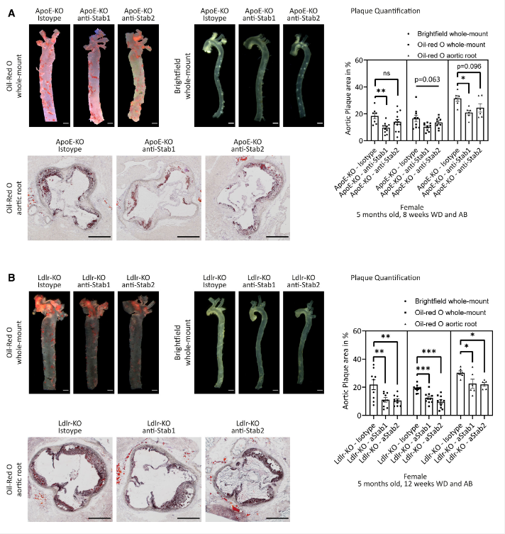 The target of Stabilin-1/STAB1
