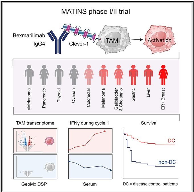 The target of Stabilin-1/STAB1
