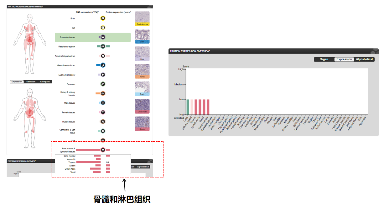 The target of T cell surface protein tactile CD96