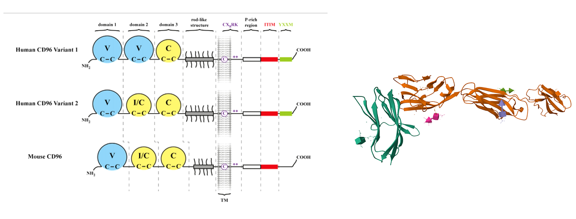 The target of T cell surface protein tactile CD96