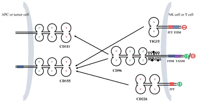 The target of T cell surface protein tactile CD96