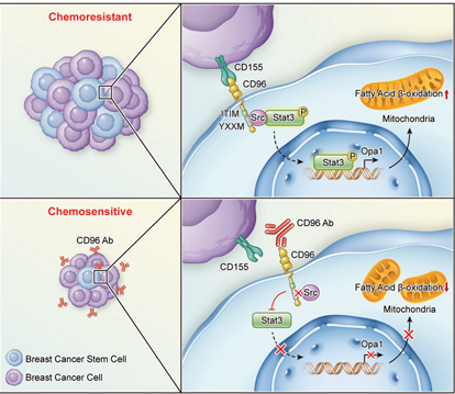 The target of T cell surface protein tactile CD96