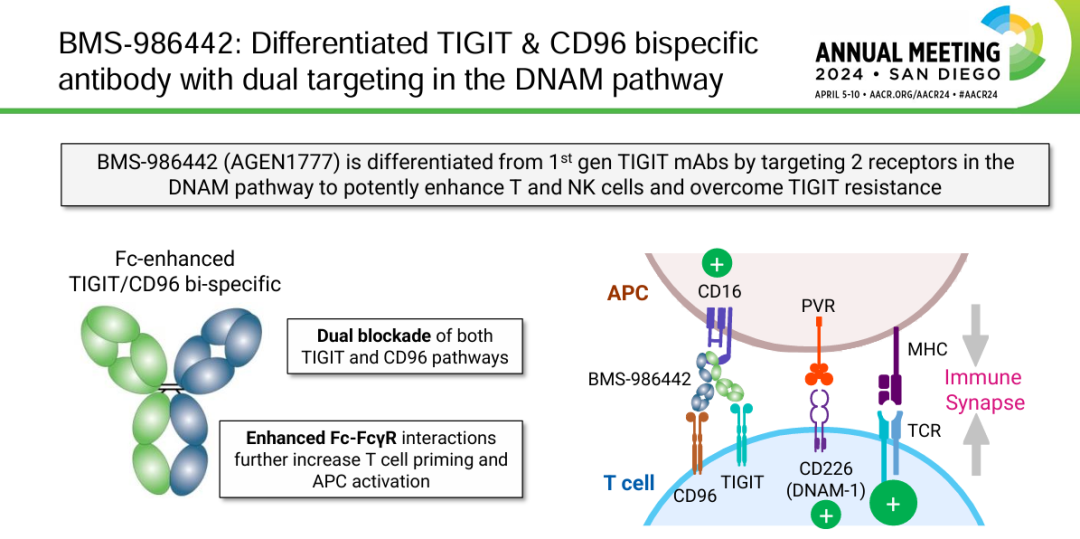 The target of T cell surface protein tactile CD96