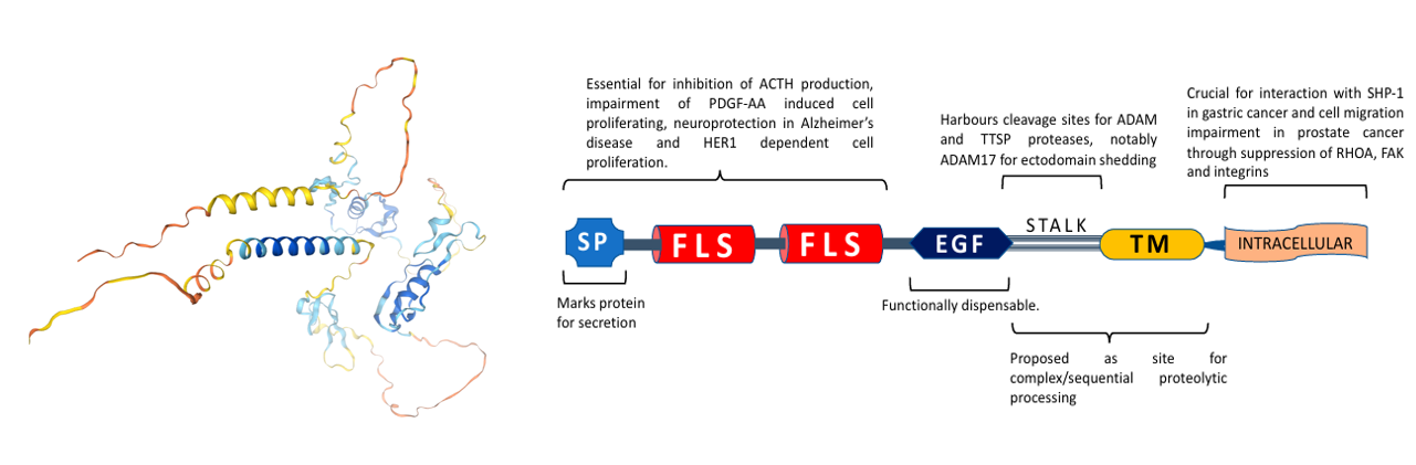 The target of Transmembrane protein with an EGF like and two Follistatin like domains2 TMEFF2