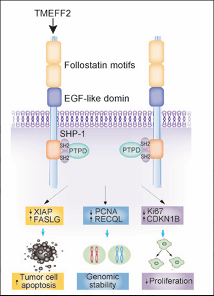 The target of Transmembrane protein with an EGF like and two Follistatin like domains2 TMEFF2