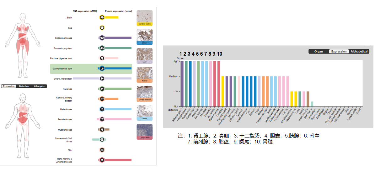 The target of Tumor necrosis factor ligand superfamily member14 TNFSF14