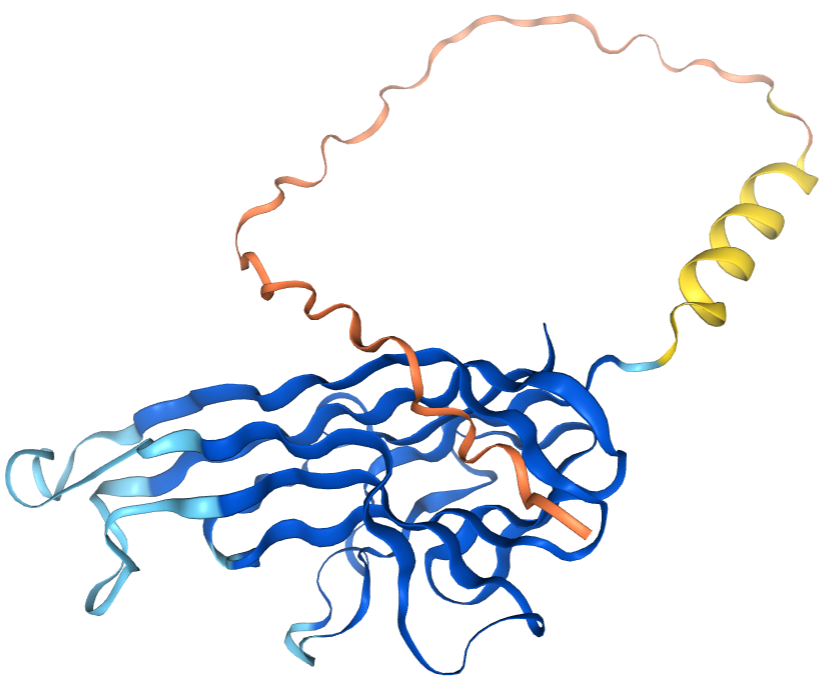 The target of Tumor necrosis factor ligand superfamily member14 TNFSF14