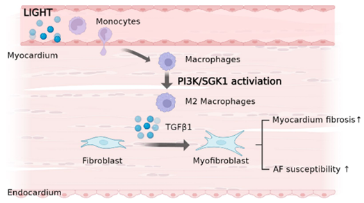 The target of Tumor necrosis factor ligand superfamily member14 TNFSF14