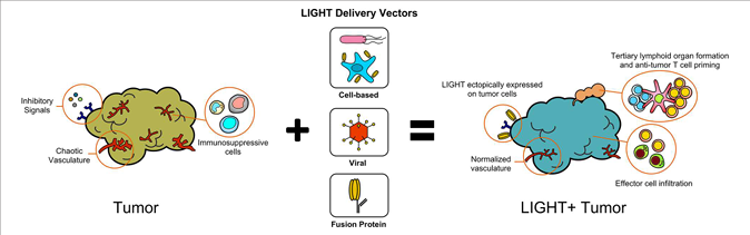 The target of Tumor necrosis factor ligand superfamily member14 TNFSF14