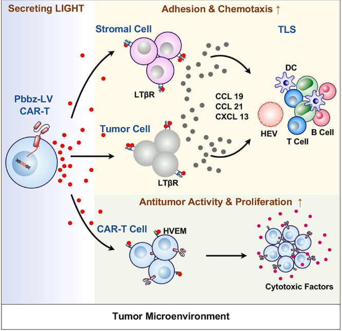 The target of Tumor necrosis factor ligand superfamily member14 TNFSF14