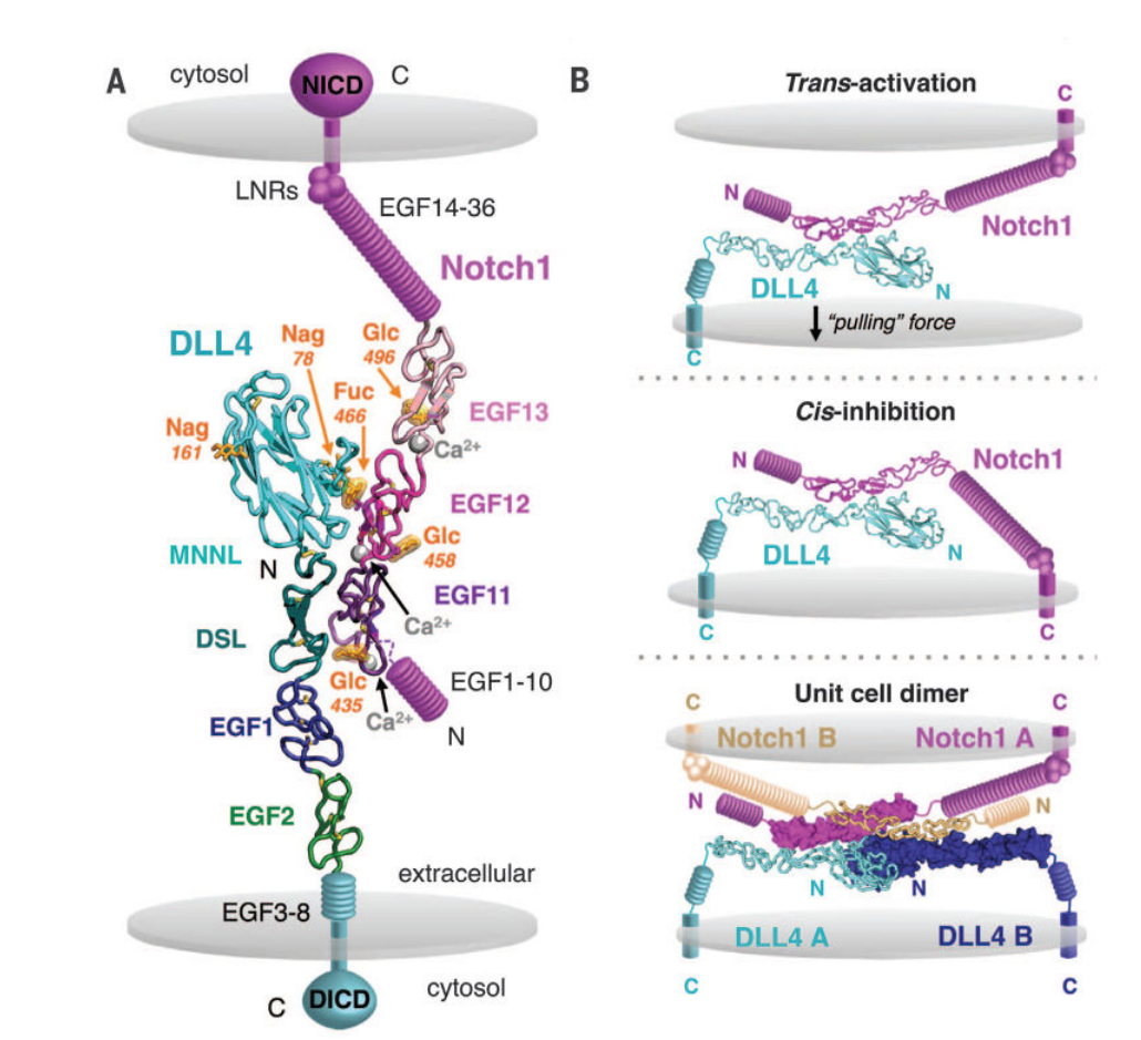 The target of angiogenesis regulation is DLL4