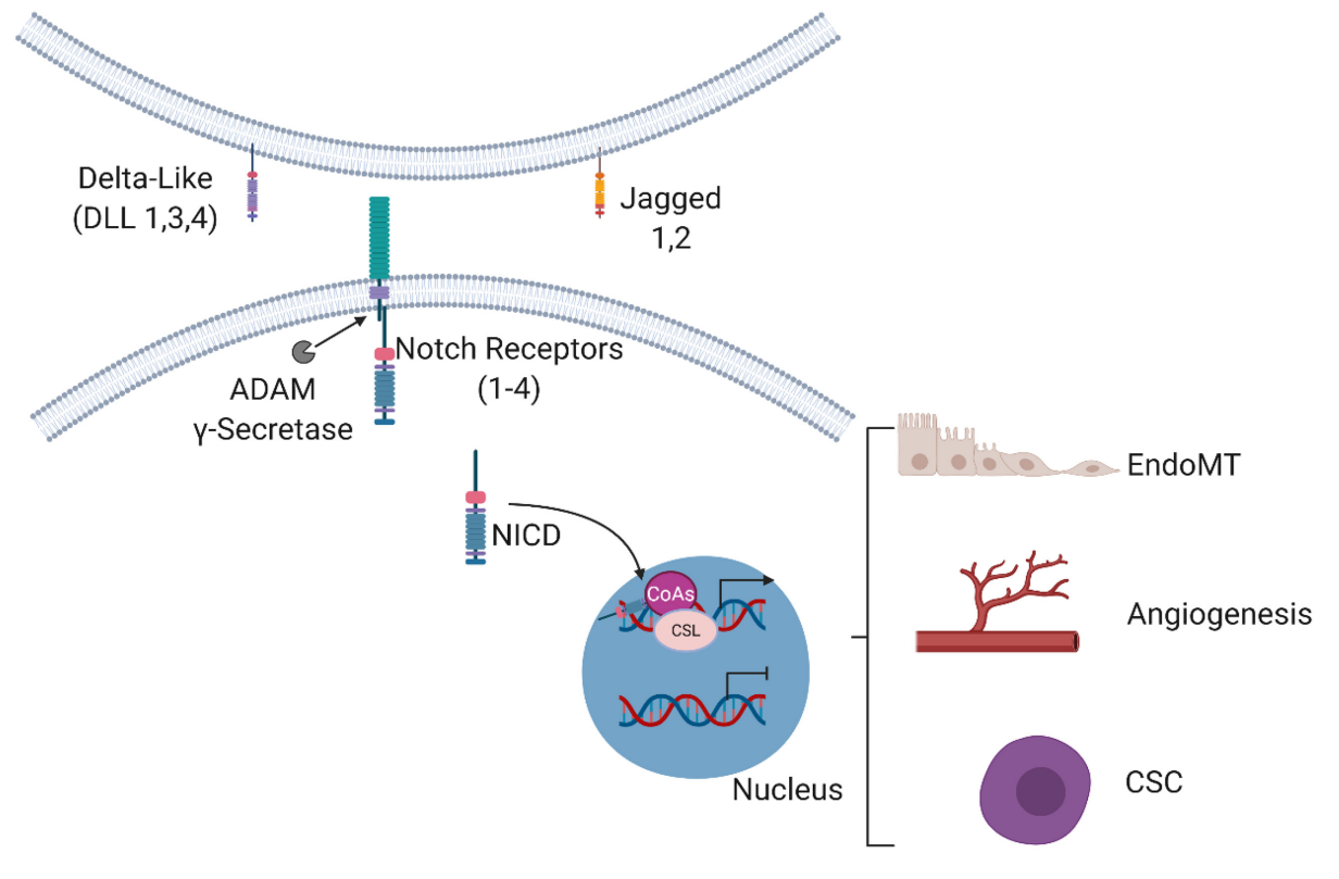 The target of angiogenesis regulation is DLL4
