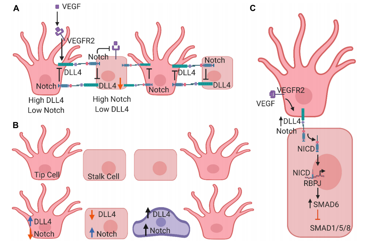 The target of angiogenesis regulation is DLL4