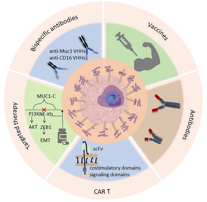 The target of tumor immunotherapy is MUC1
