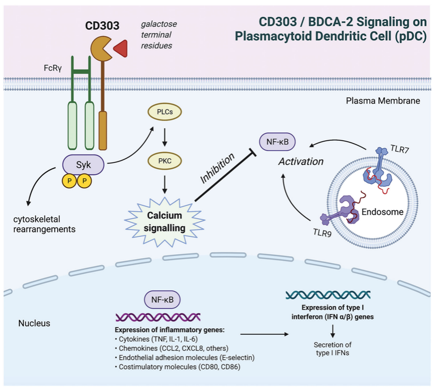 The therapeutic target of systemic lupus erythematosus BDCA2