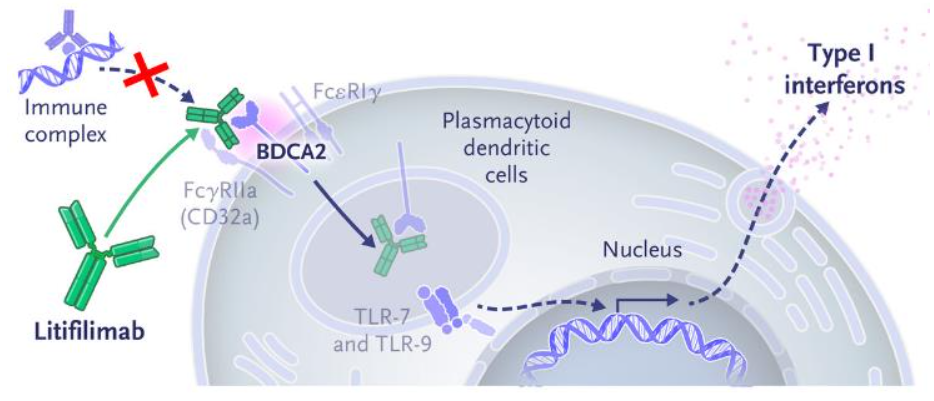 The therapeutic target of systemic lupus erythematosus BDCA2