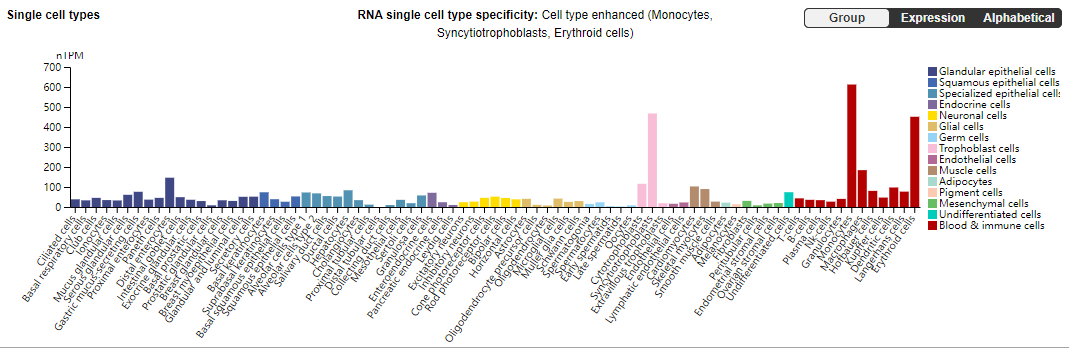 The transferrin receptor CD71