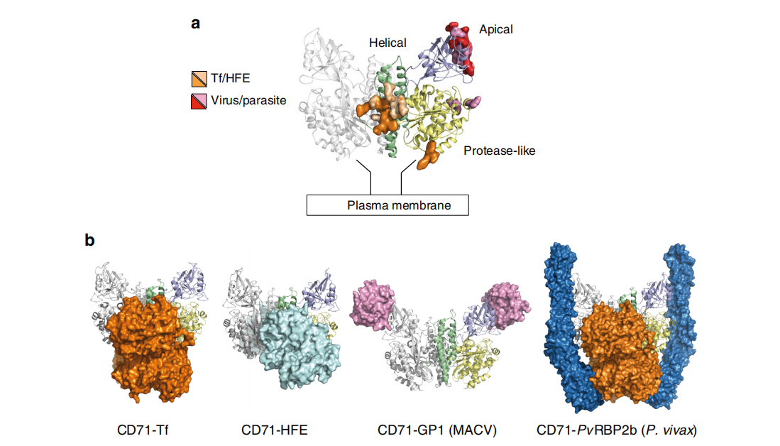 The transferrin receptor CD71