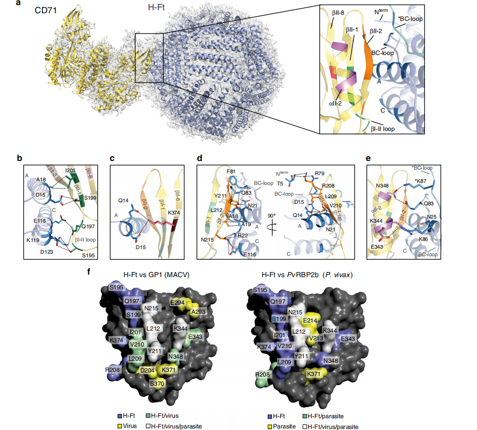 The transferrin receptor CD71