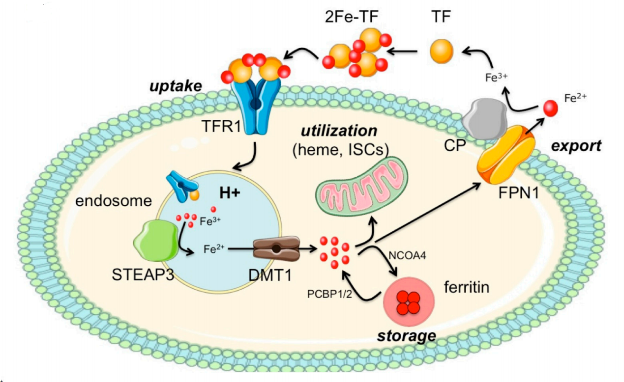 The transferrin receptor CD71