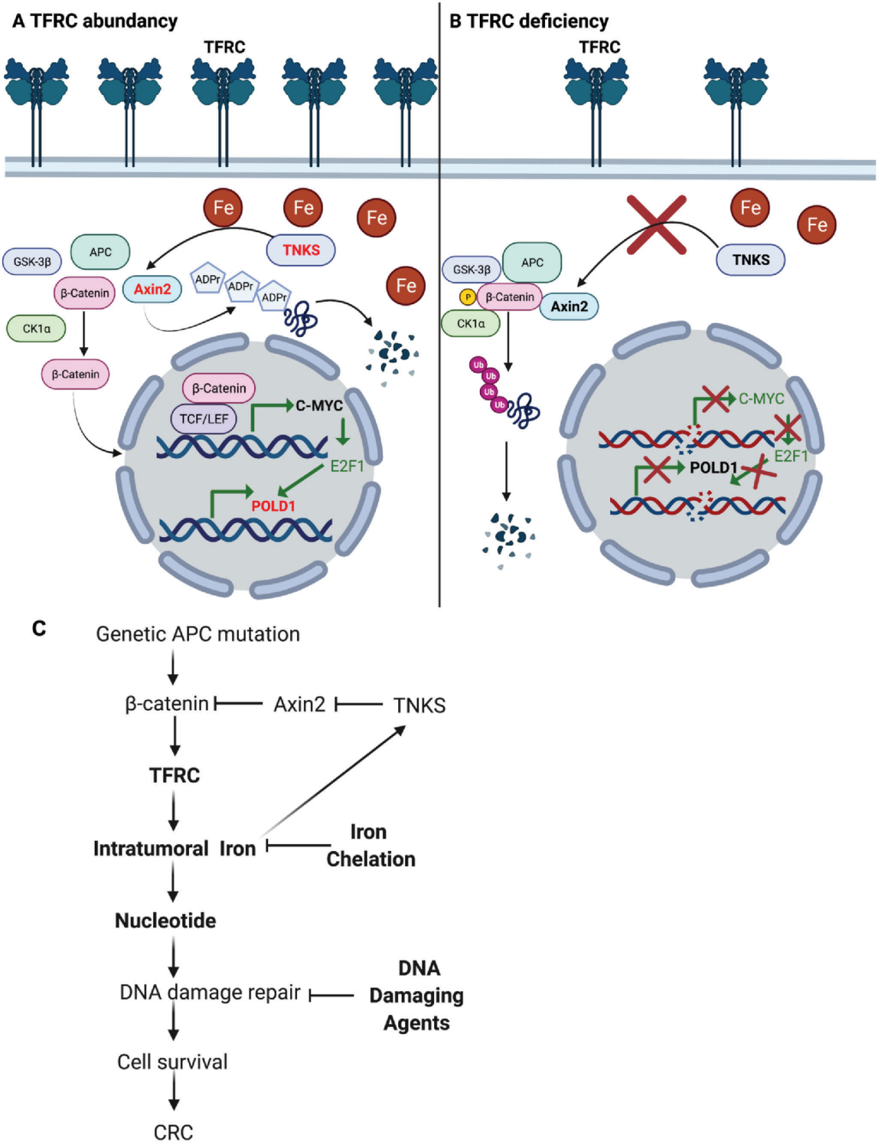 The transferrin receptor CD71
