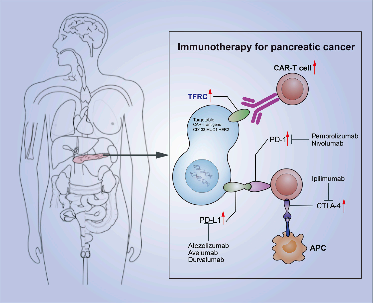 The transferrin receptor CD71