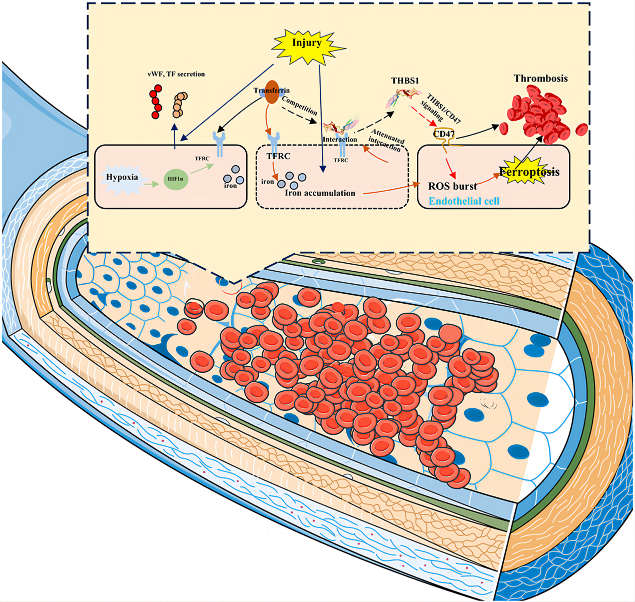 The transferrin receptor CD71