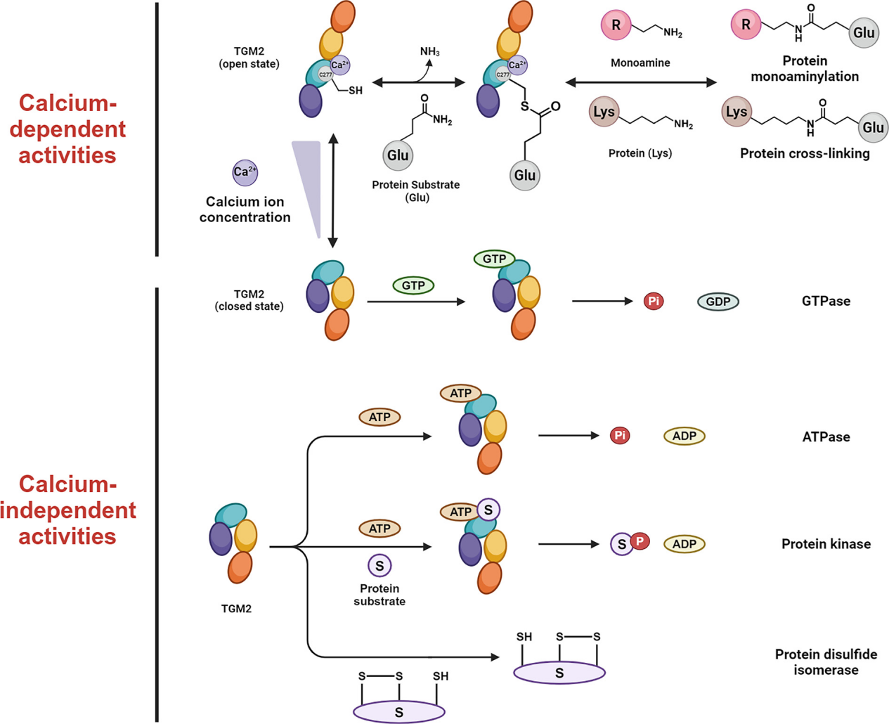The transglutaminase TGM2
