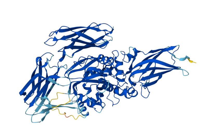 The transglutaminase TGM2