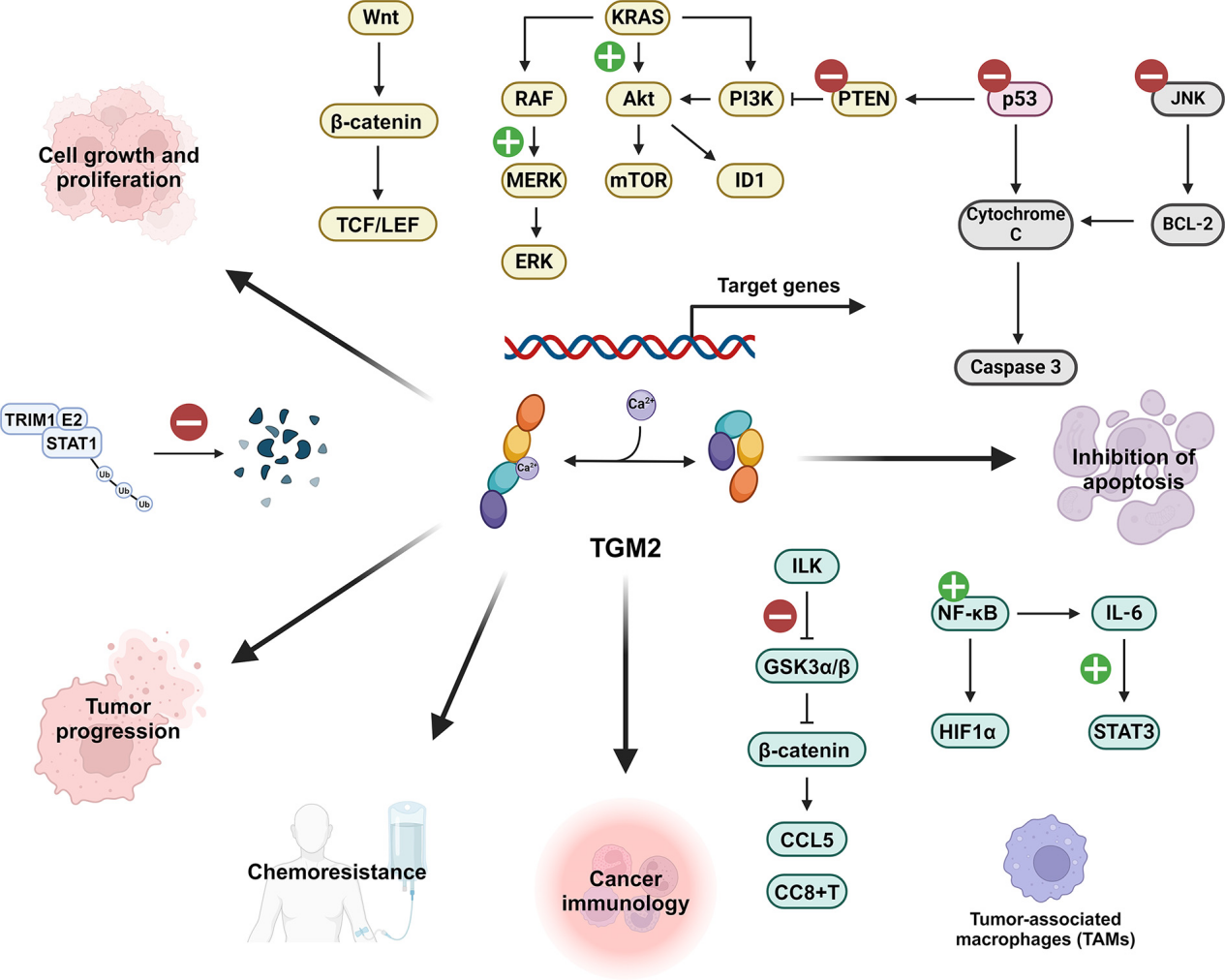 The transglutaminase TGM2