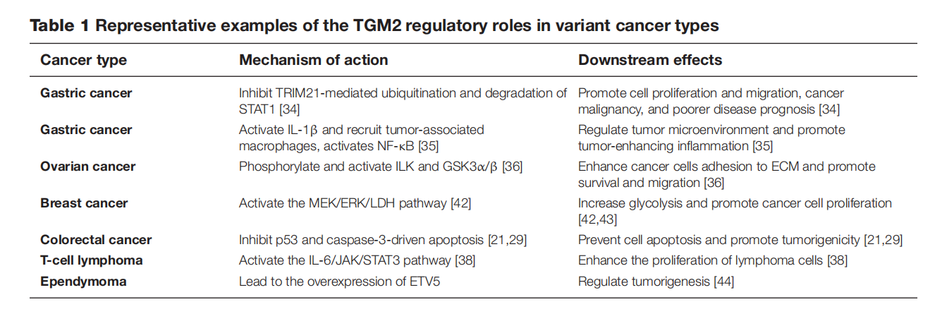 The transglutaminase TGM2