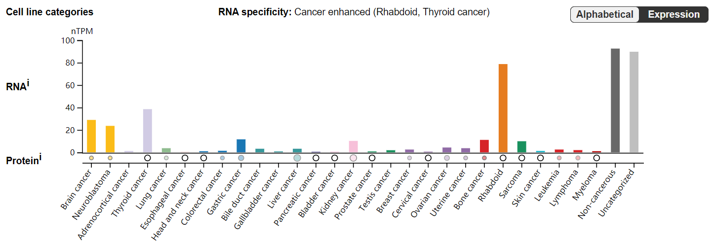The tyrosine protein kinase PDGFRA
