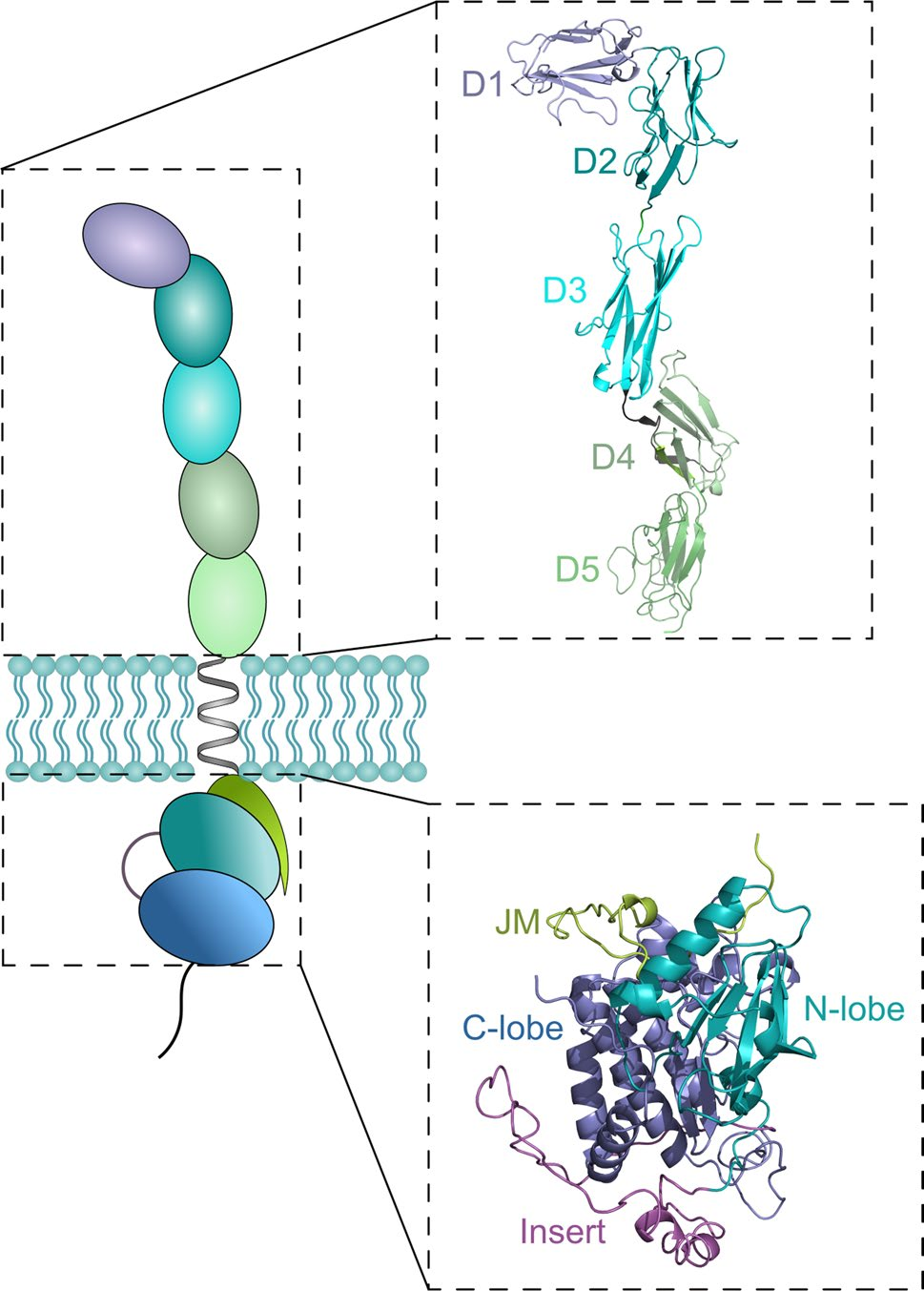 The tyrosine protein kinase PDGFRA