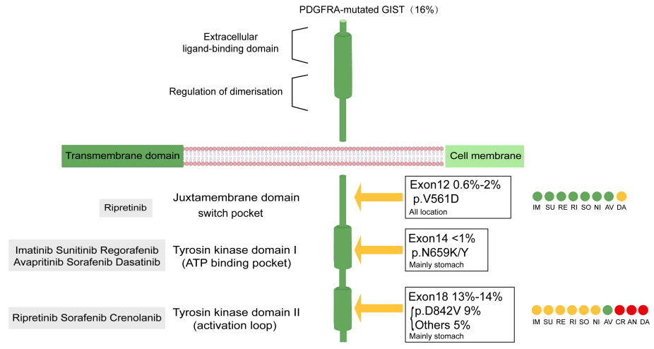 The tyrosine protein kinase PDGFRA