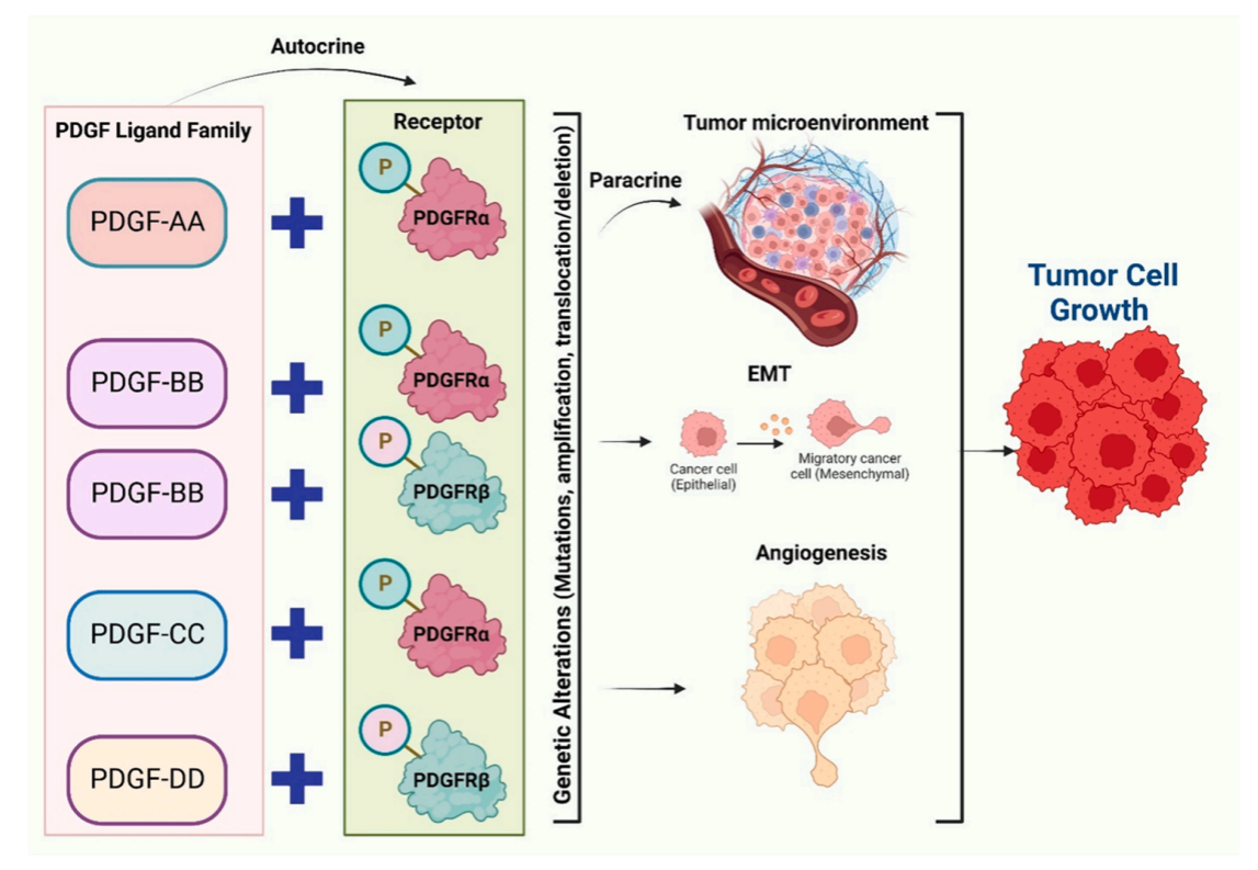 The tyrosine protein kinase PDGFRA