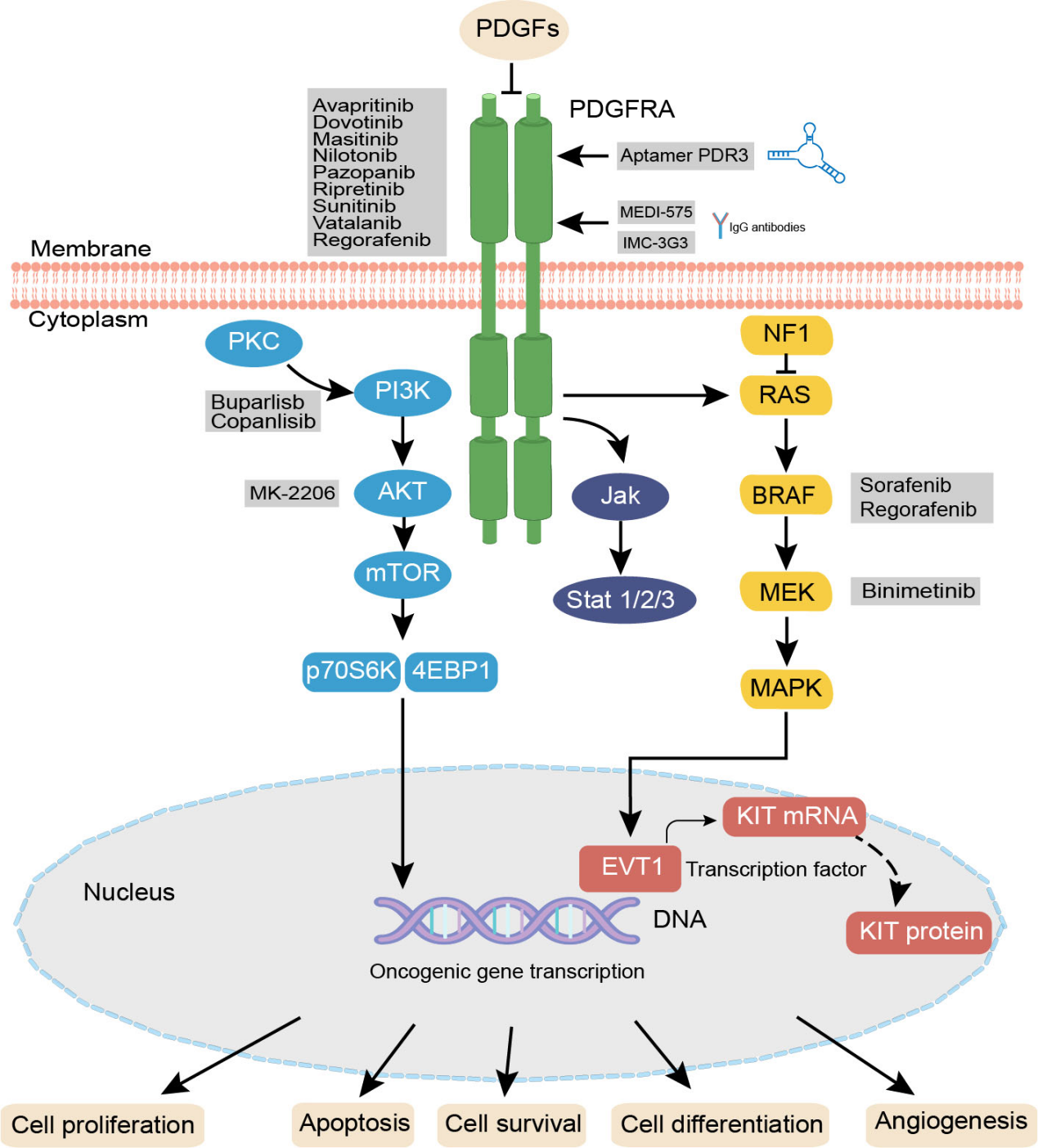 The tyrosine protein kinase PDGFRA