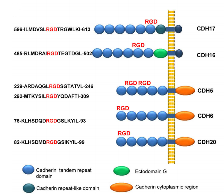 The unique cadherin CDH17