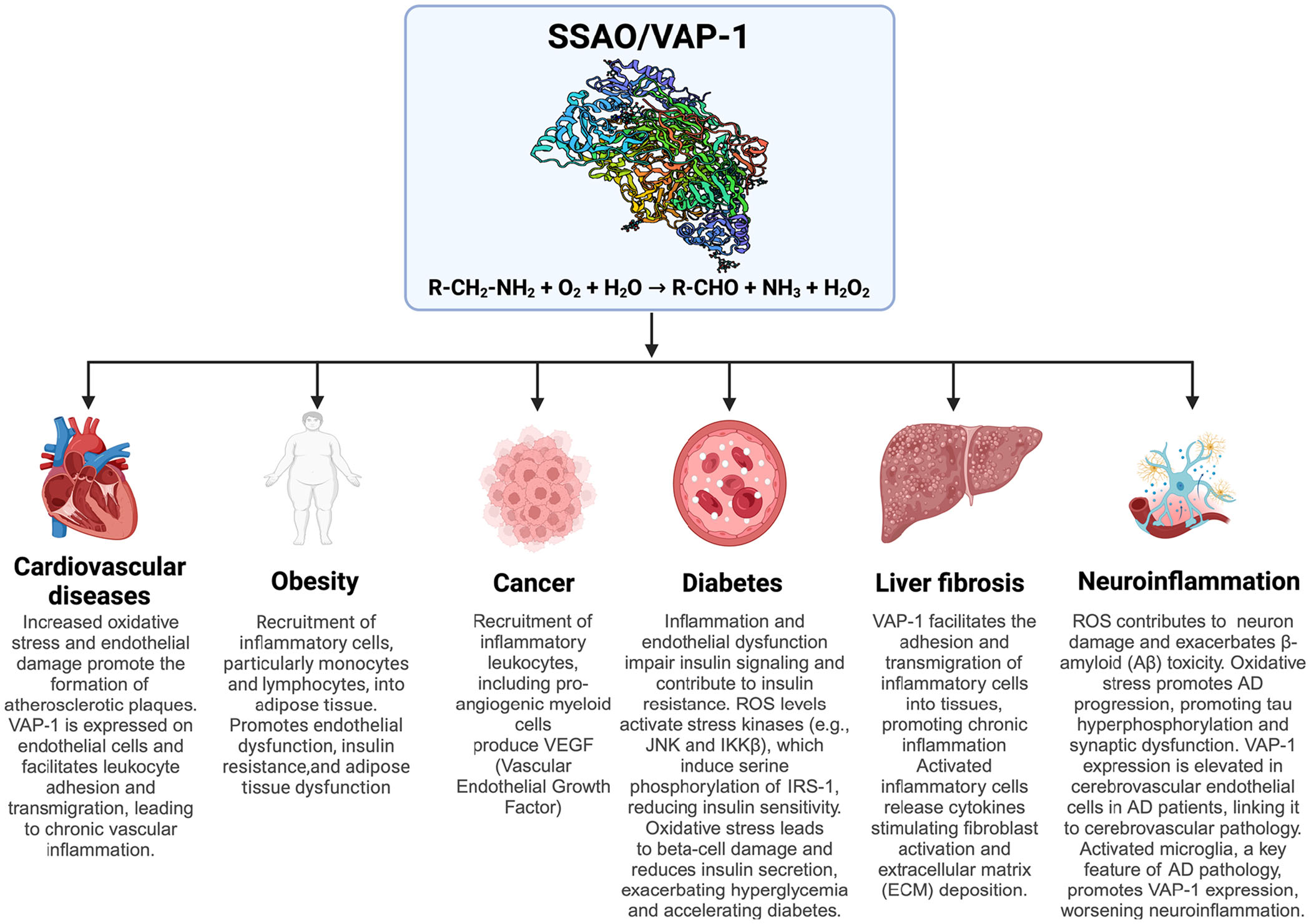 The vascular adhesion protein VAP1