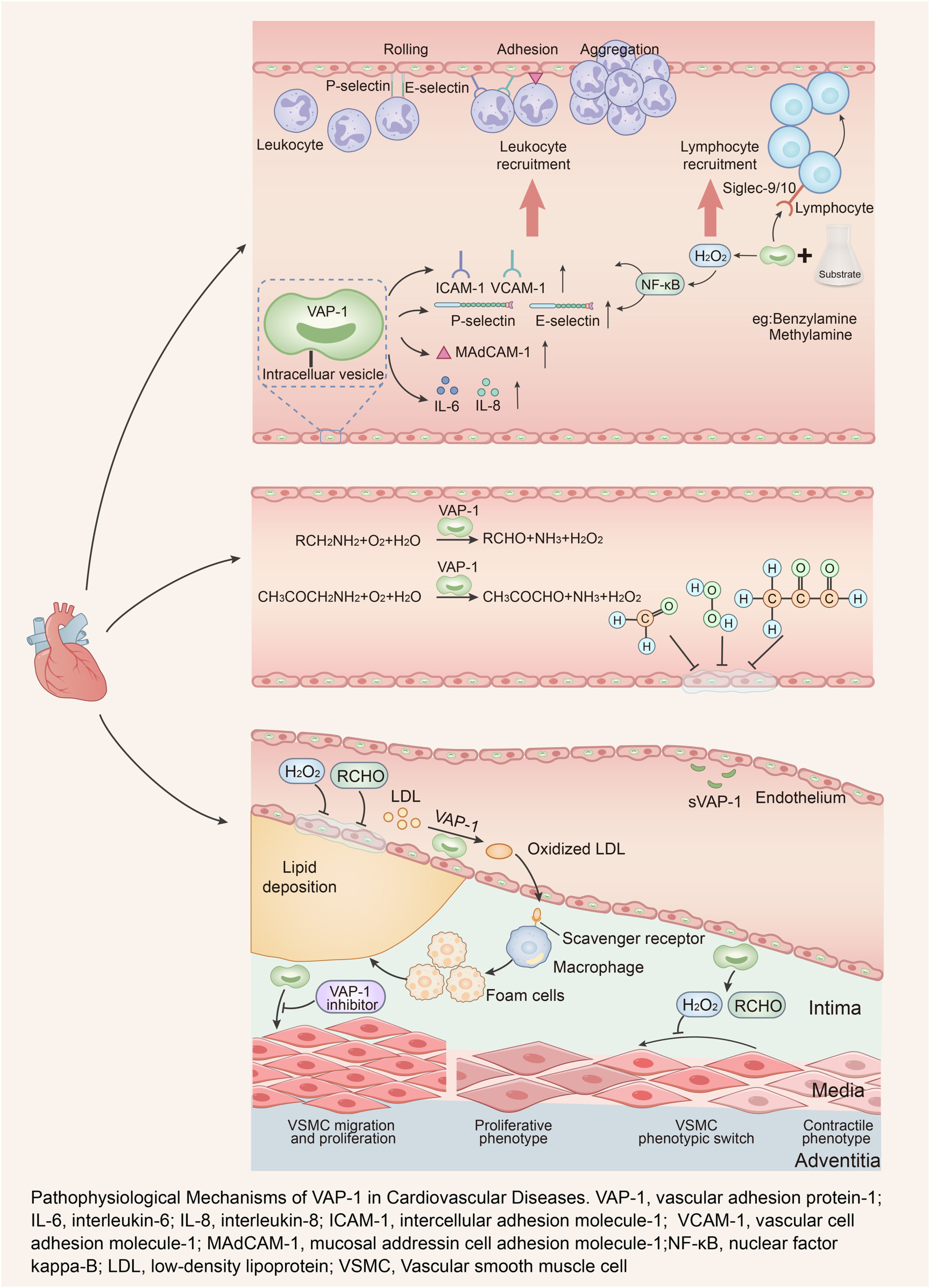 The vascular adhesion protein VAP1