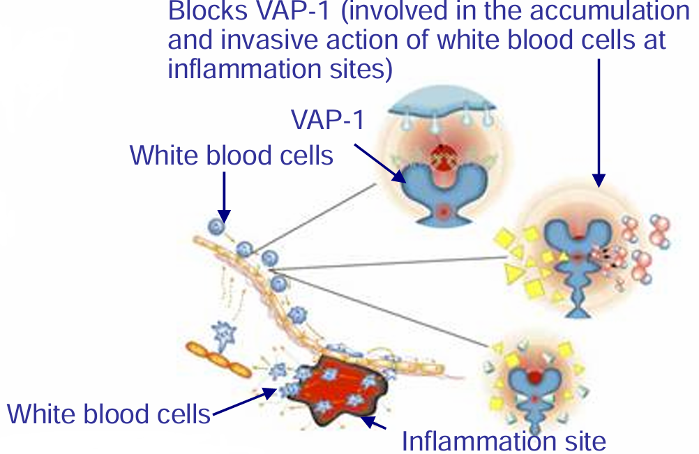 The vascular adhesion protein VAP1