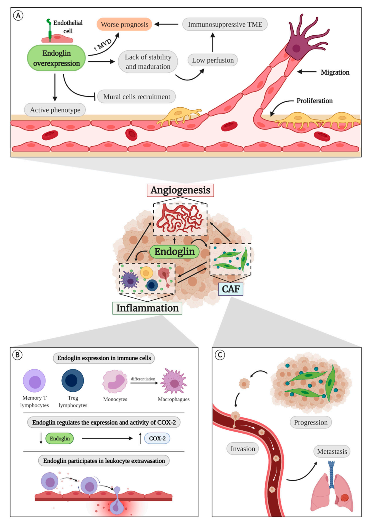 The vascular disease marker CD105