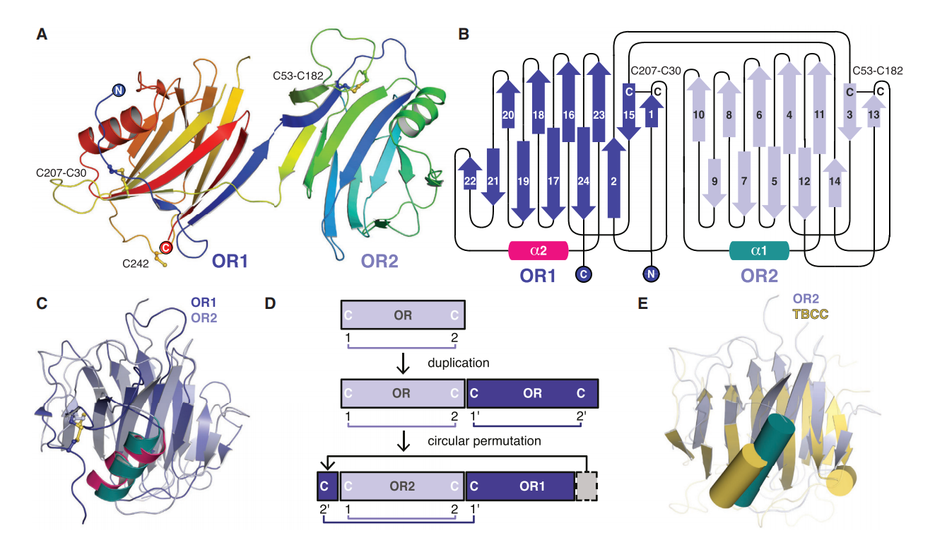 The vascular disease marker CD105