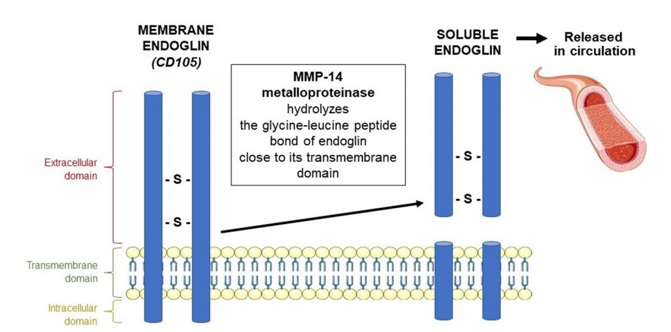 The vascular disease marker CD105