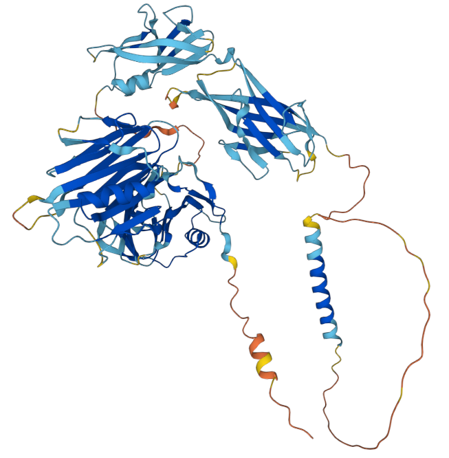 The vascular disease marker CD105
