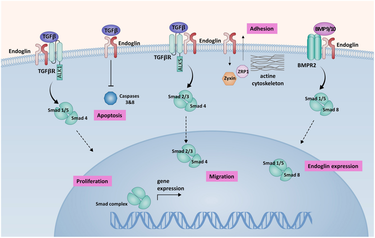 The vascular disease marker CD105