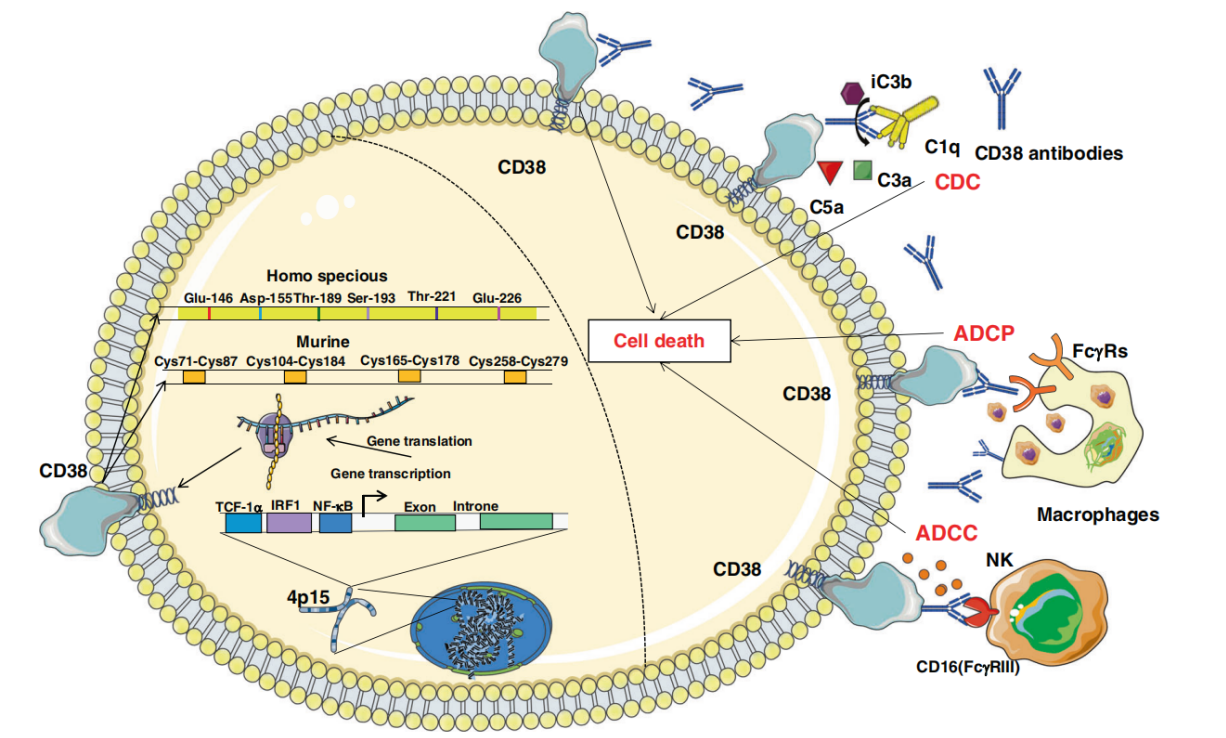 Therapeutic target for multiple myeloma CD38