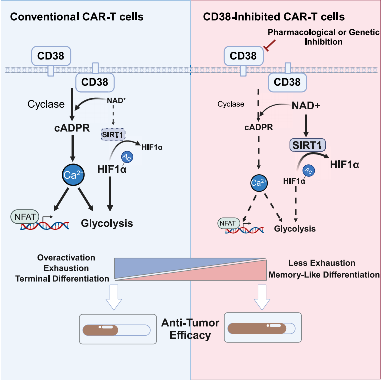 Therapeutic target for multiple myeloma CD38