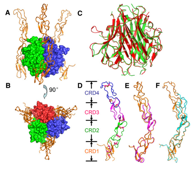 Therapeutic target of inflammatory bowel disease TL1A
